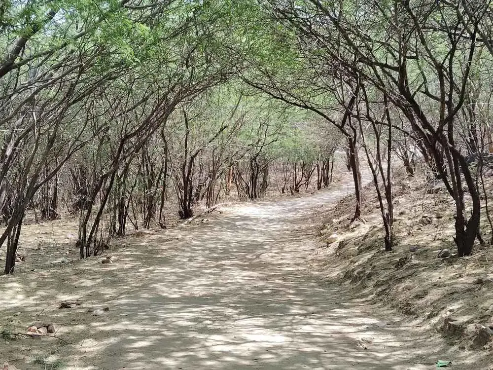 Upward-looking forest path with soft dappled light filtering through the canopy