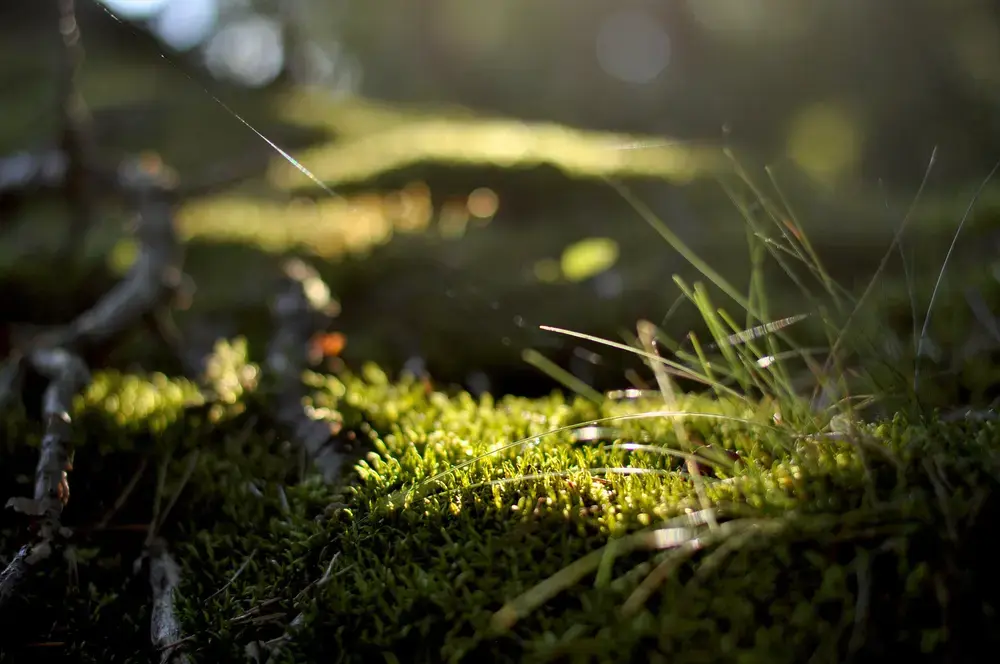 Sunbeam rays breaking through a dense forest canopy — soft and calming