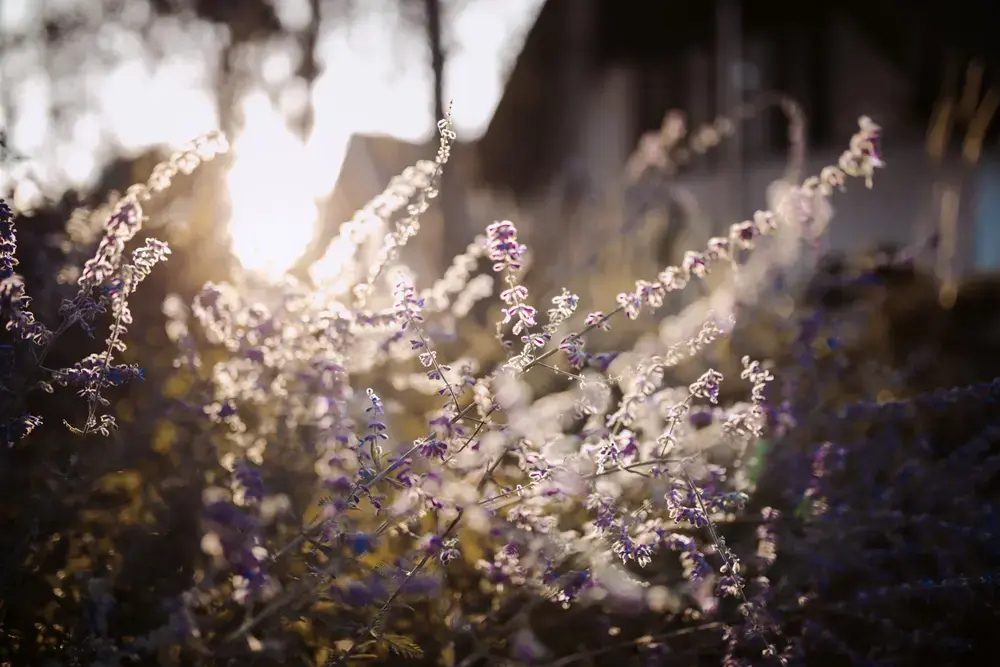 Soft warm pastel bokeh and natural light — an abstract impression of gentle calm